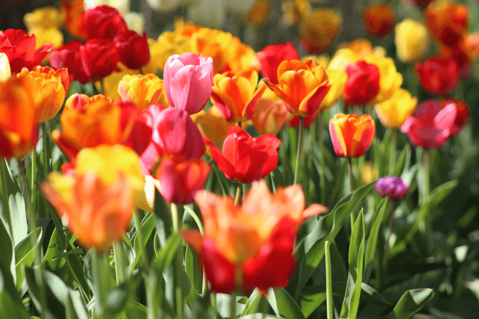 Red, yellow, and purple tulips