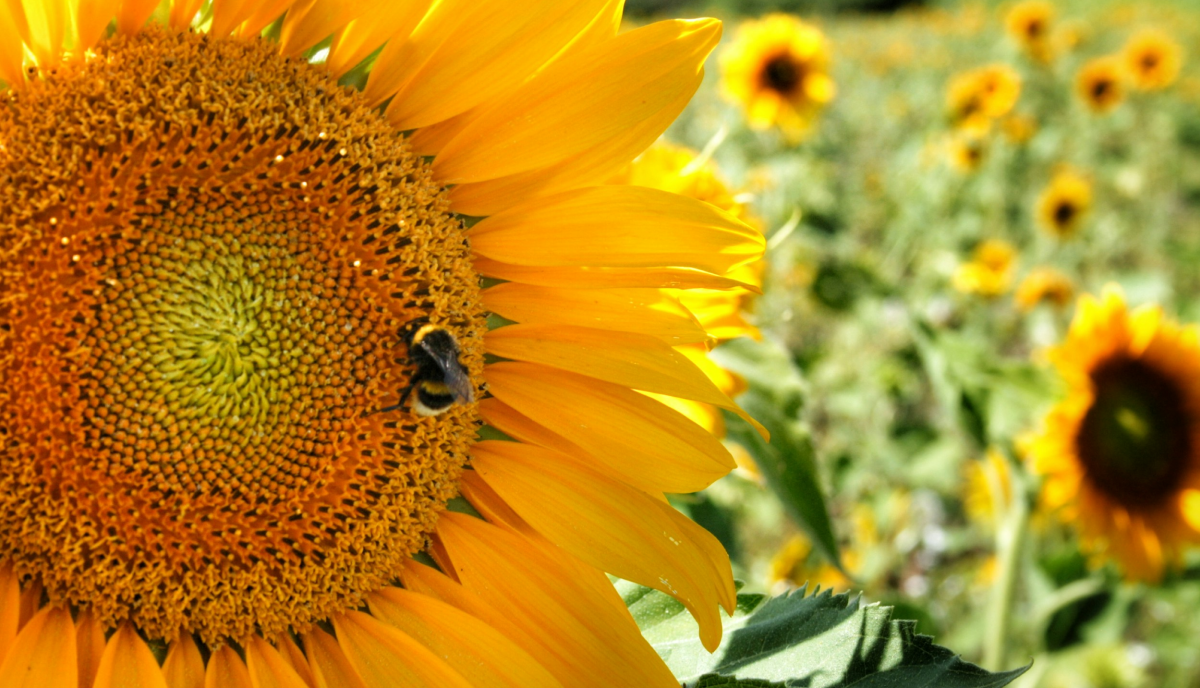 Yellow sunflower in the sun